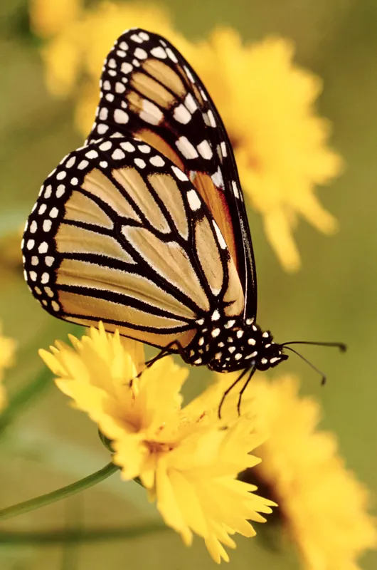 Butterfly 107