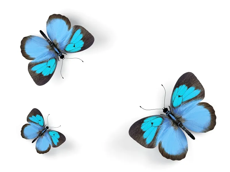 Butterfly 013