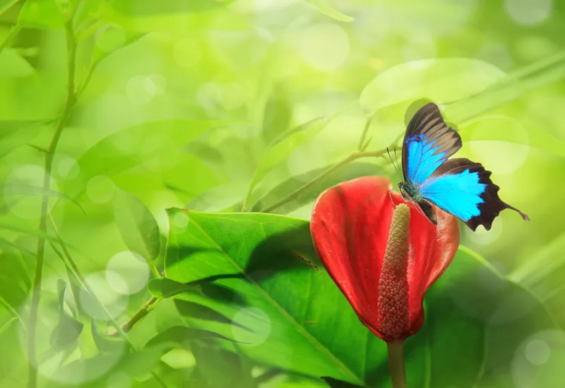 Butterfly 108