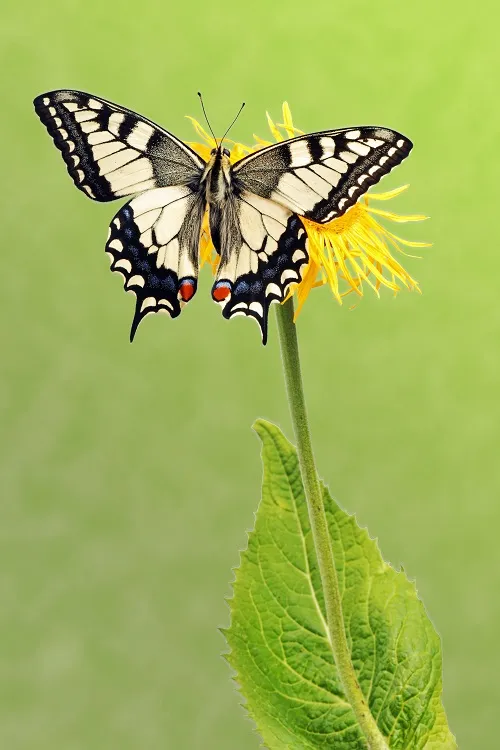 Butterfly 095