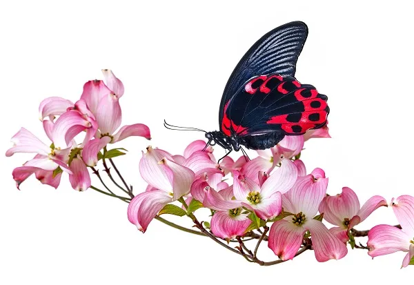 Butterfly 038