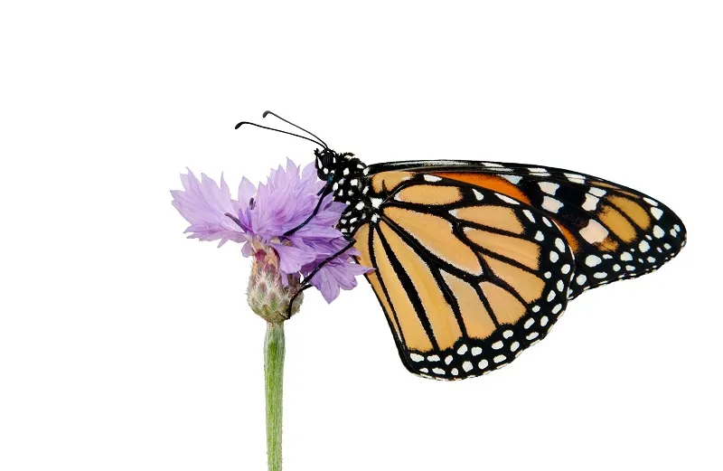 Butterfly 049