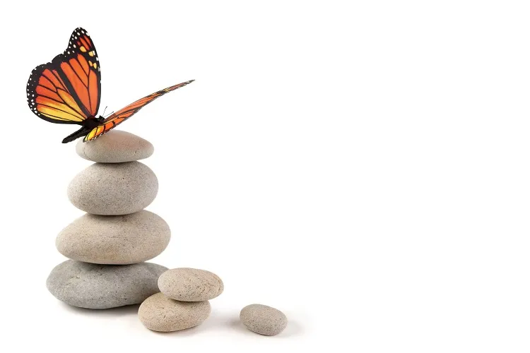 Butterfly 053