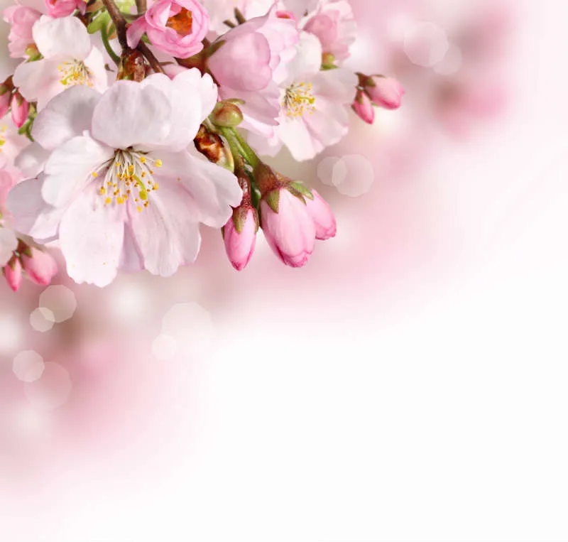 Flowers 148