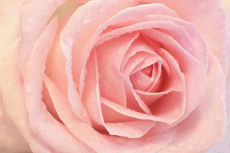 Flowers 016