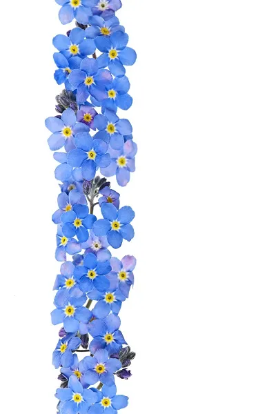 Flowers 252