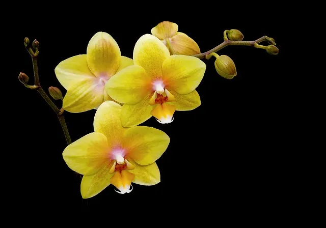 Flowers 073