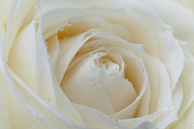 Flowers 315