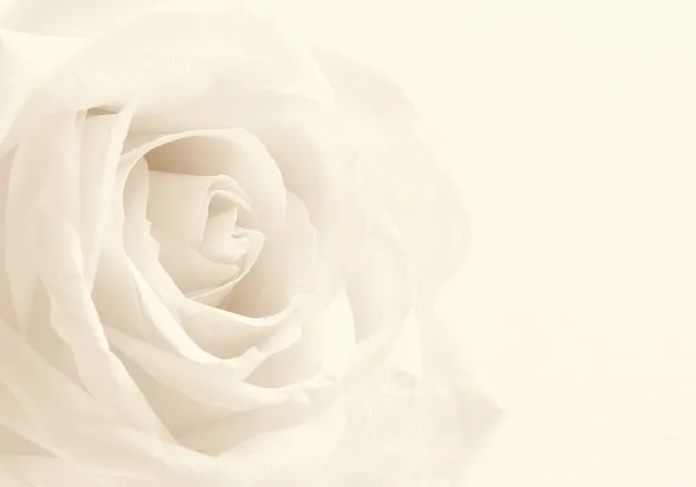 Flowers 340