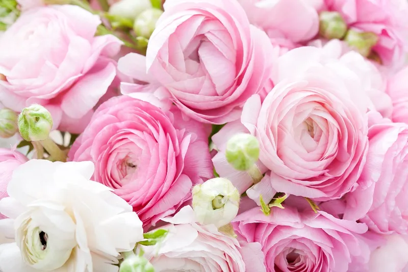 Flowers 092