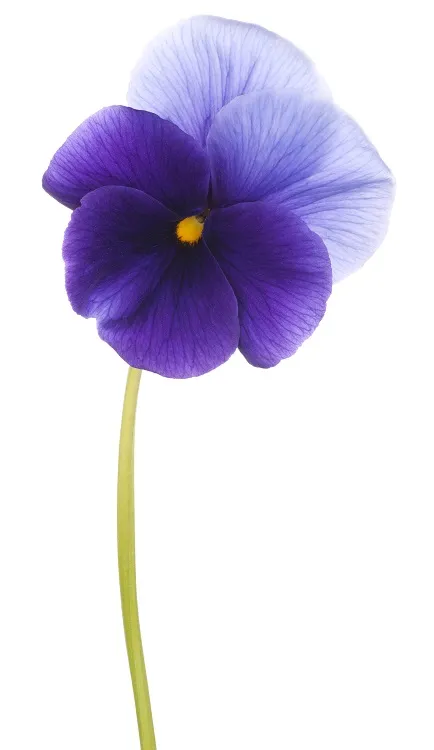 Flowers 240