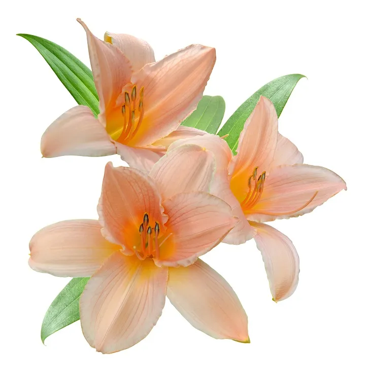 Flowers 170