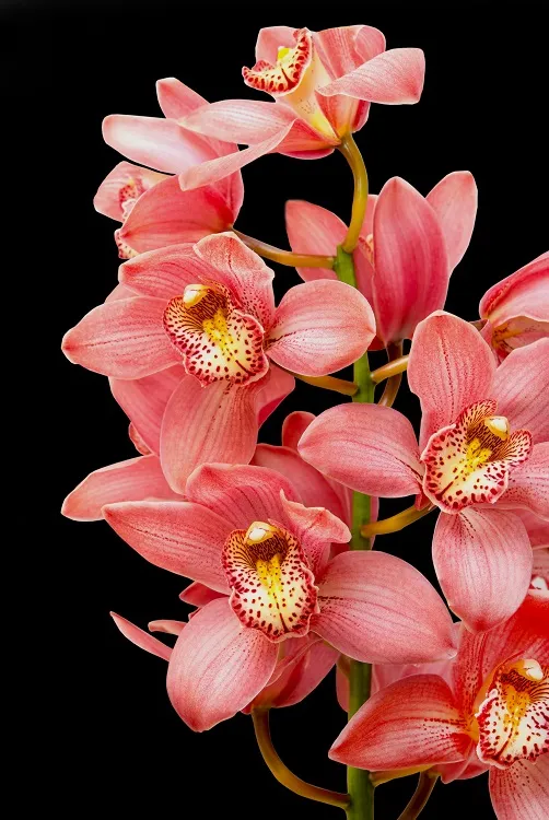 Flowers 069