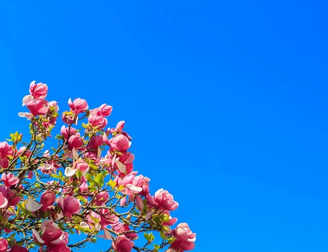 Flowers 321