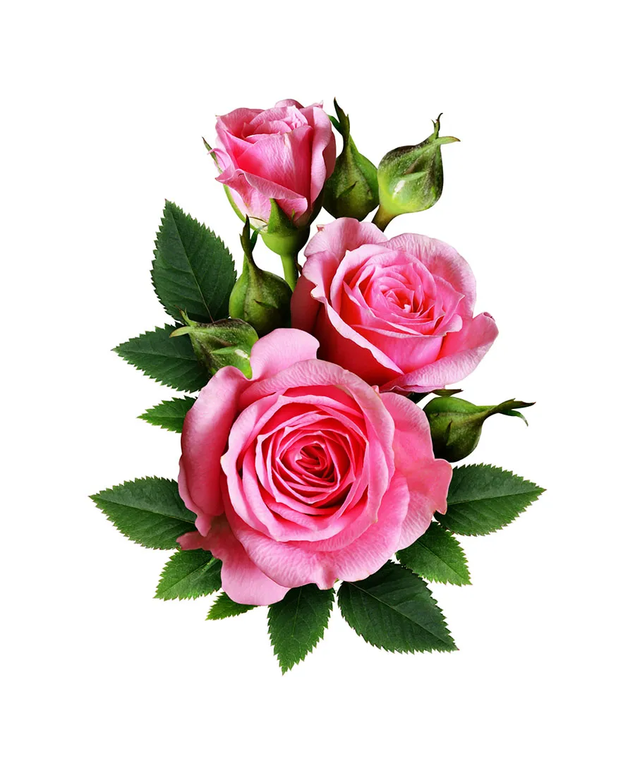 Flowers 554