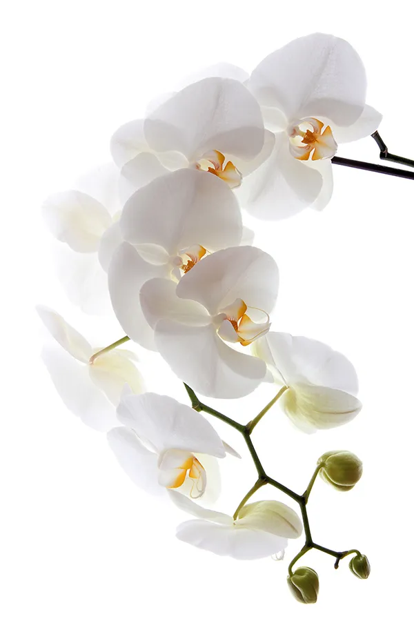 Flowers 592