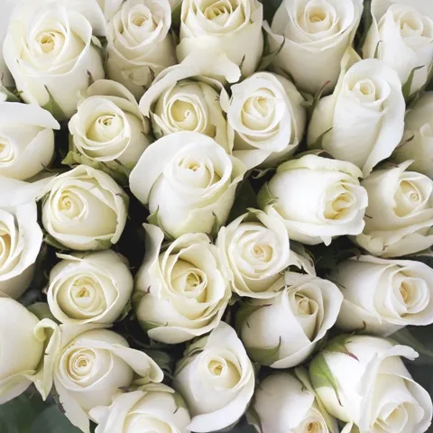 Flowers 088