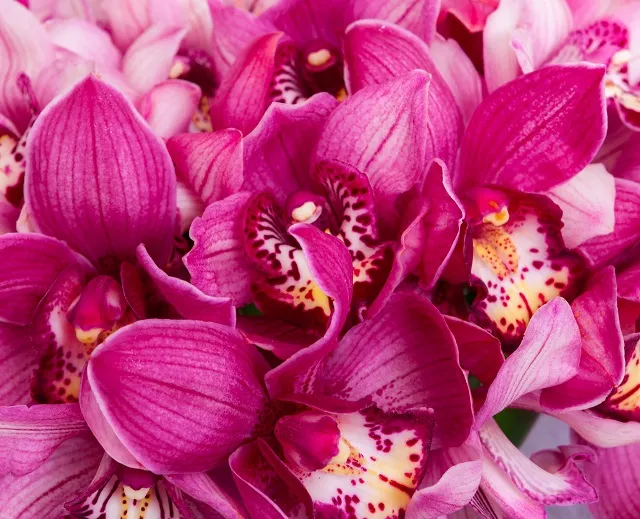 Flowers 323