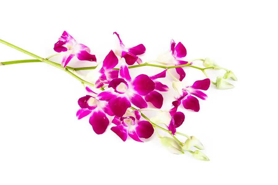 Flowers 470