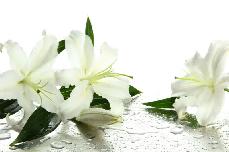 Flowers 168