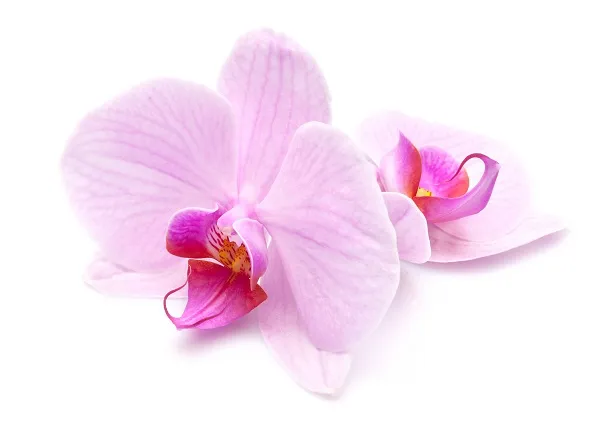 Flowers 039