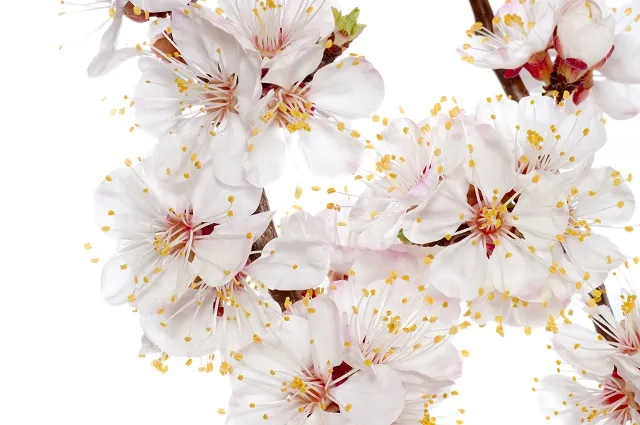 Flowers 297