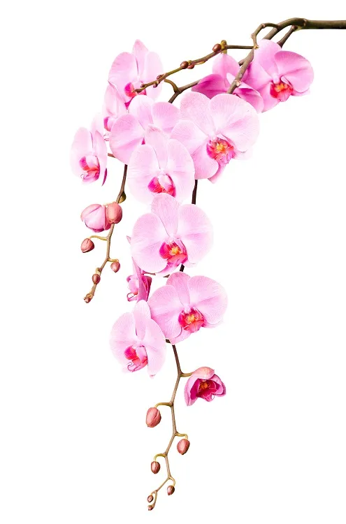 Flowers 024