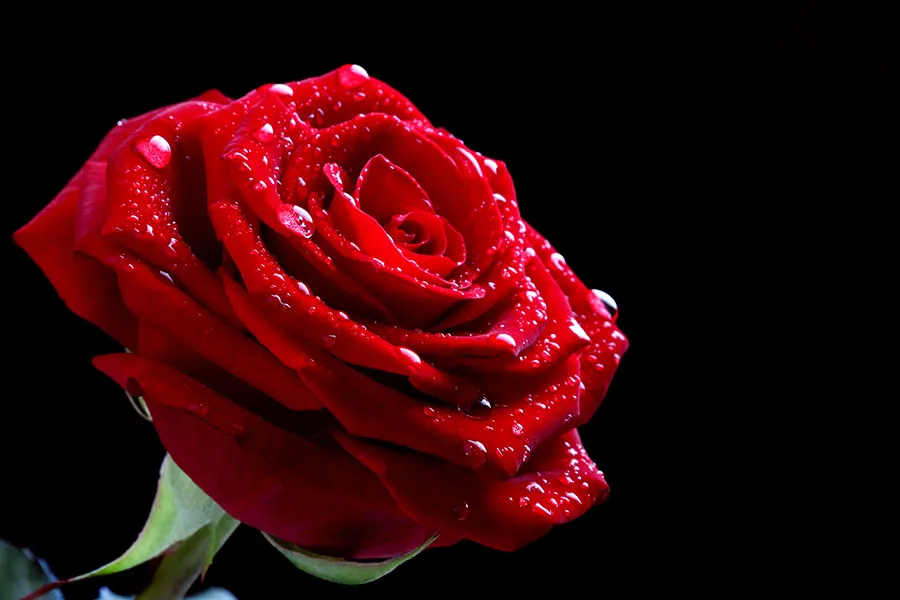 Flowers 443