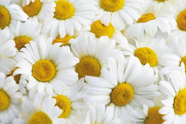 Flowers 195