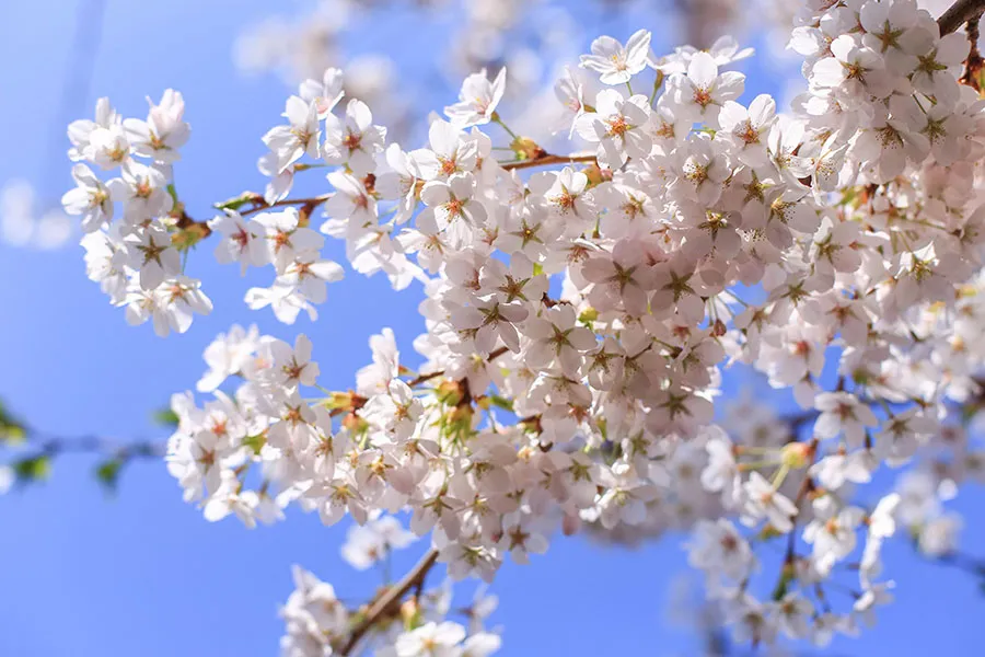 Flowers 530