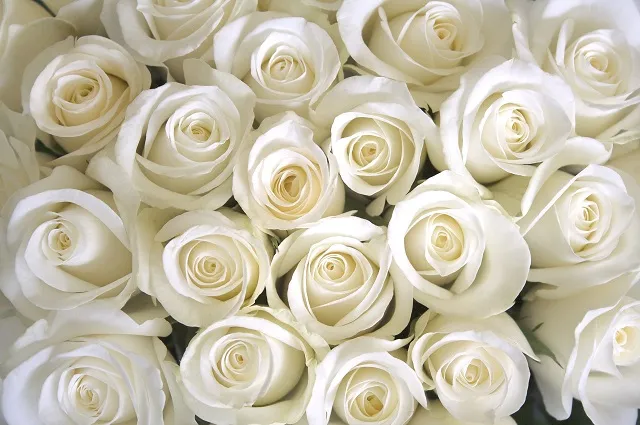 Flowers 335