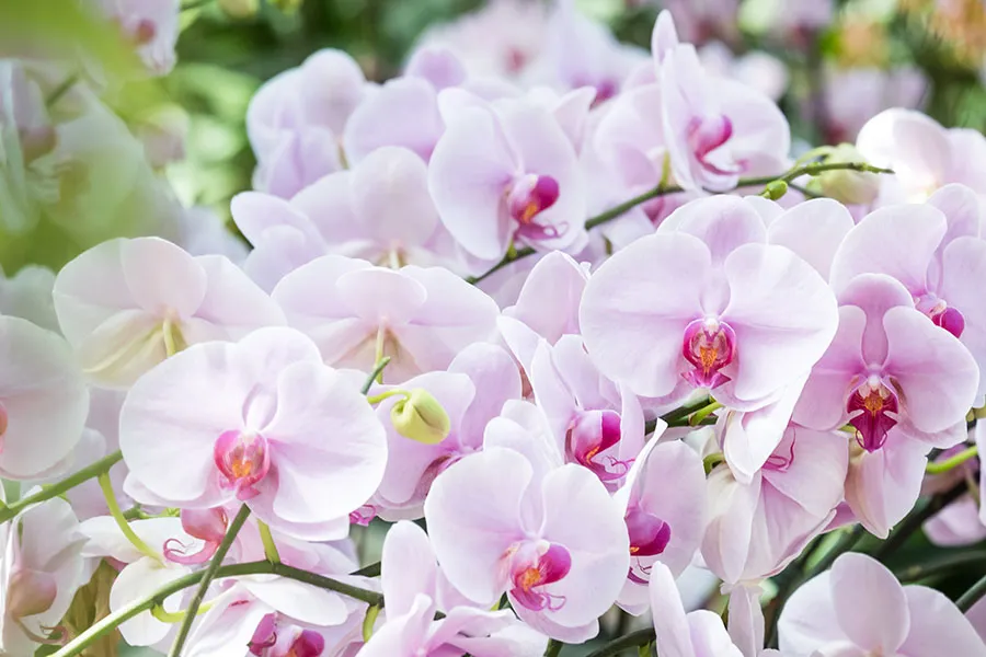 Flowers 564