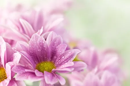 Flowers 141