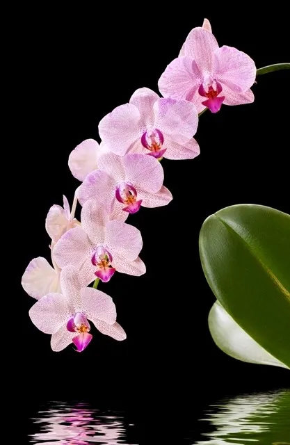 Flowers 068