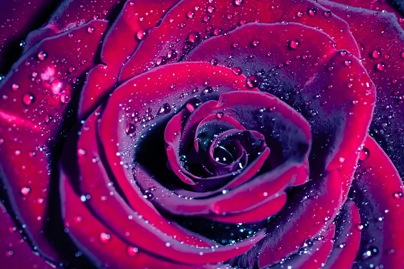 Flowers 079
