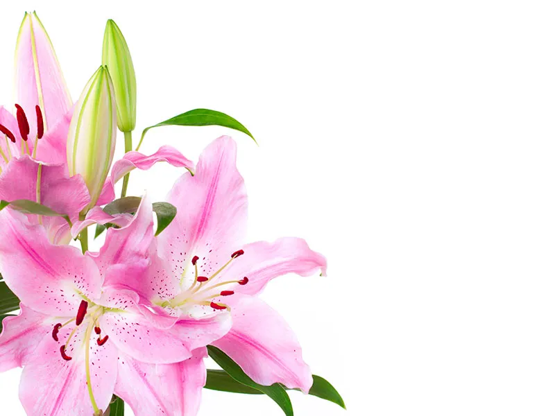 Flowers 413