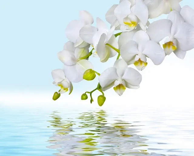 Flowers 305