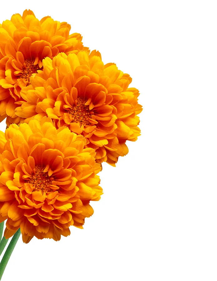 Flowers 526