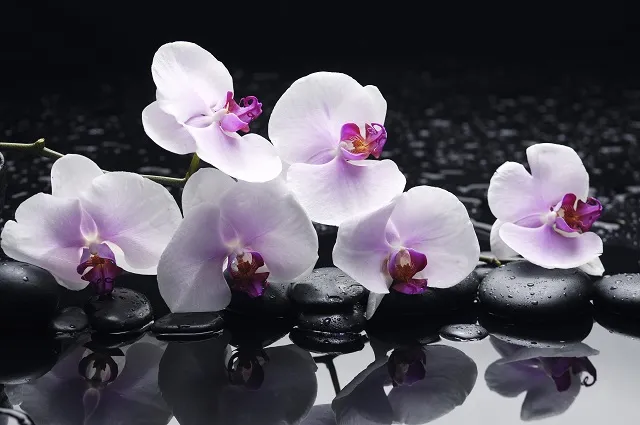 Flowers 332
