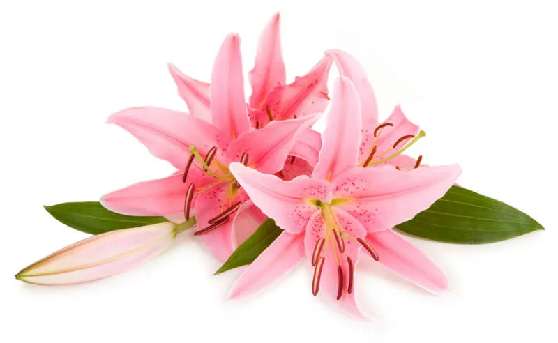 Flowers 166