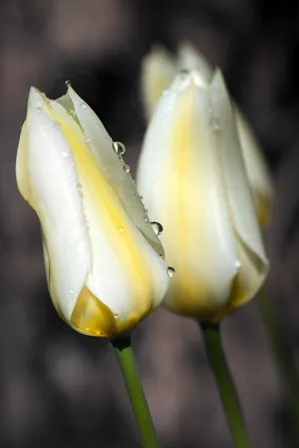 Flowers 107