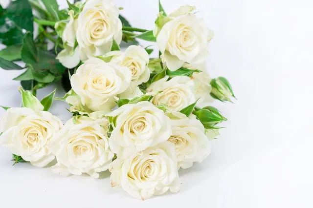 Flowers 296