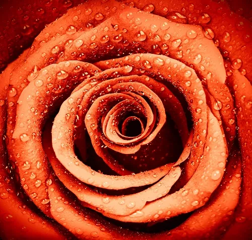 Flowers 080