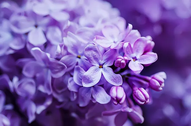 Flowers 265