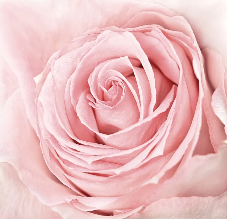 Flowers 098