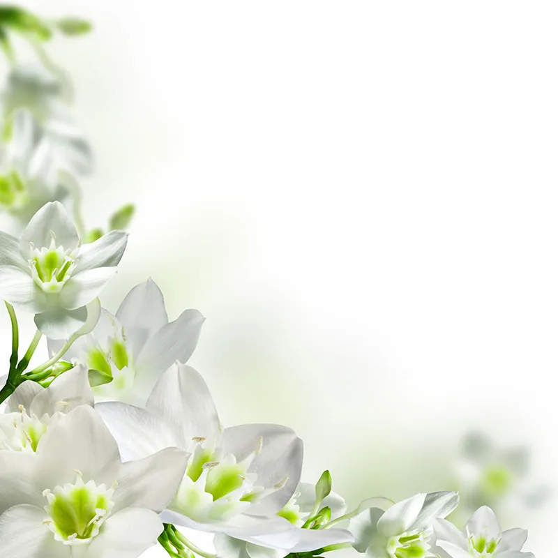 Flowers 493