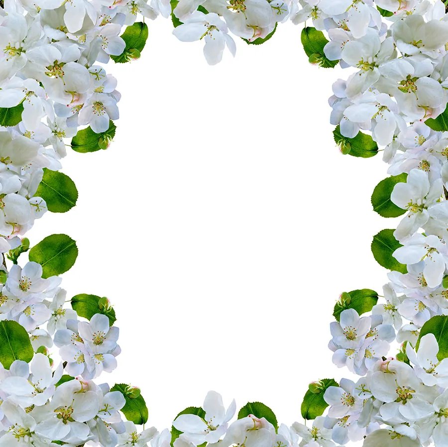 Flowers 548