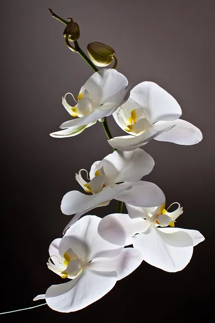 Flowers 319