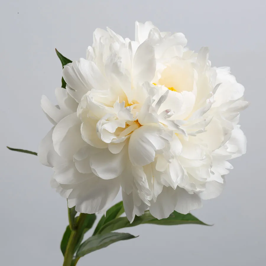 Flowers 579