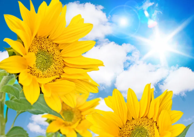Flowers 190